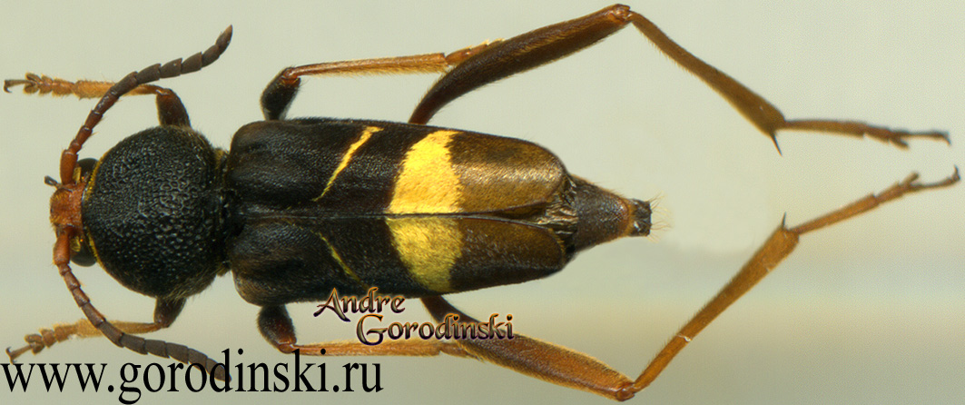 http://www.gorodinski.ru/cerambyx/Xylotrechus yanoi.jpg